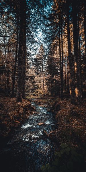 Phone wallpaper: Stream, Rivers, Trees, Forest, Flow, Nature free download