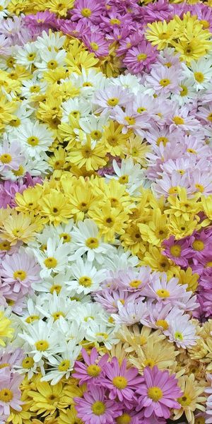 Charming Floral Phone Wallpaper Featuring Daisies in Yellow, Pink, and White