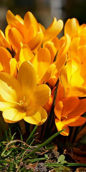 Phone wallpaper: Crocus, Flowers, Flower, Earth free download