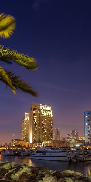 Breathtaking San Diego Night Cityscape iPhone Wallpaper Featuring Palm Trees