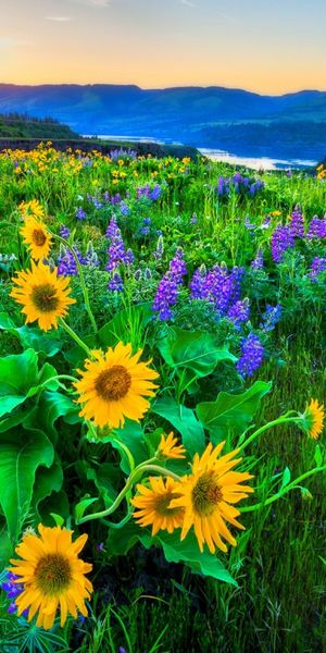 Breathtaking Sunrise with Sunflowers and Wildflowers