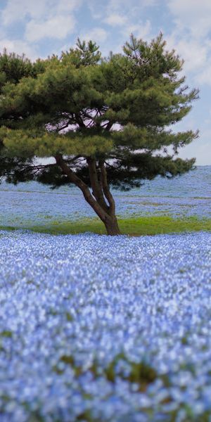Phone wallpaper: Landscape, Trees, Flower, Tree, Earth free download
