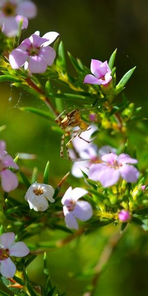 Phone wallpaper: Arachnid, Spiders, Spider, Blur, Pink Flower, Close Up, Nature, Flower, Animal free