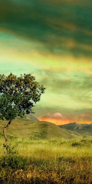 Majestic Tree Against a Colorful Sunset Sky