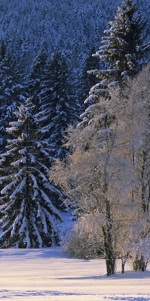 Enchanting winter scene featuring snow-covered trees for phone wallpaper