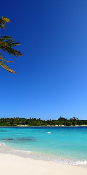Beautiful Maldives Island Beach with Lush Palm Trees and Clear Ocean