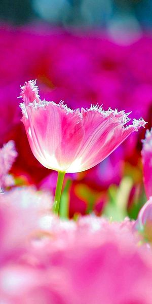 Beautiful Pink Tulip Wallpaper for iPhone: Embrace Spring's Colors