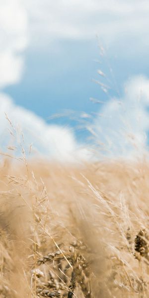 Phone wallpaper: Ears, Clouds, Spikes, Field, Sky, Nature, Smooth, Blur free download