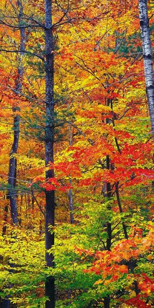 Vibrant Fall Nature Wallpaper Featuring Colorful Trees