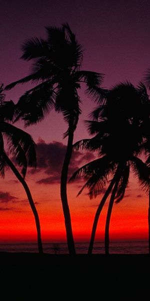 Breathtaking 4K mobile wallpaper featuring palm trees against a vibrant sunset
