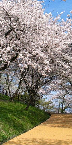 Beautiful cherry blossom wallpaper featuring a tranquil path and vibrant flowers
