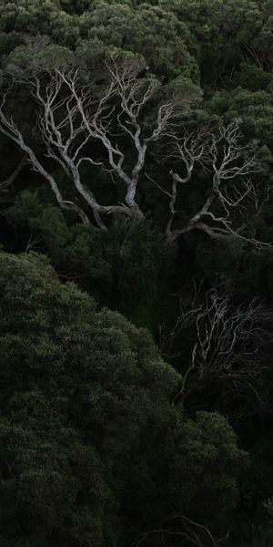 Mysterious Dark Forest Wallpaper Featuring Unique Branches