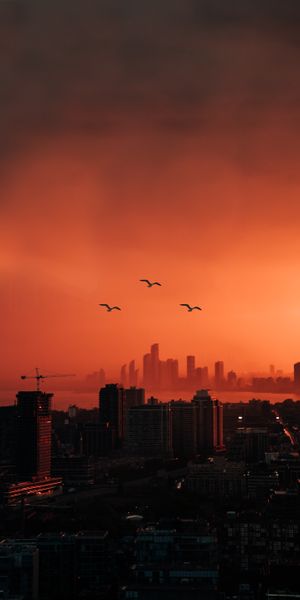 Twilight Cityscape with Birds Flying Overhead