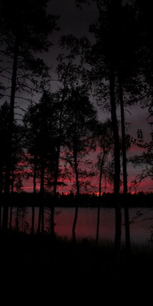 Enchanting Twilight Trees by a Lake - Perfect Mobile Wallpaper