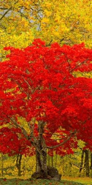 Scenic Newhalem, Washington: Fall Landscape Phone Wallpaper with Red Tree
