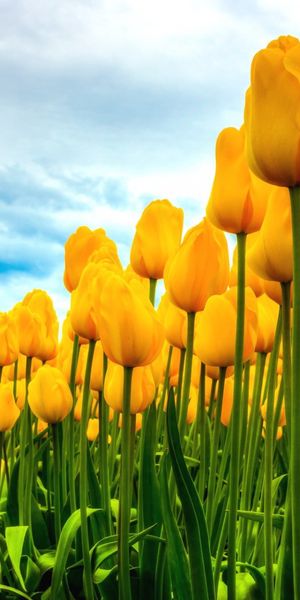 Bright Yellow Tulip Field Wallpaper for iPhone Backgrounds