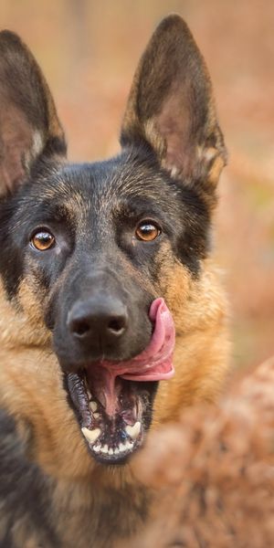 Phone wallpaper: Dogs, Dog, Blur, Fall, Animal, German Shepherd free download