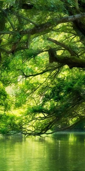 Serene Forest and Water Scene - Ultra HD Mobile Wallpaper for Nature Lovers