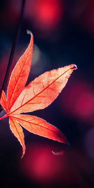 Beautiful Red Maple Leaf in Smooth Macro Detail