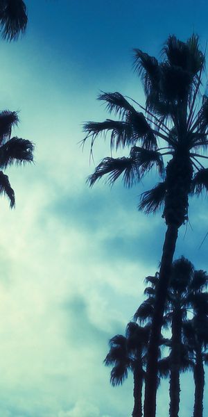 Breathtaking 4K Phone Wallpaper Featuring Palm Trees and a Blue Sky