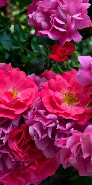Phone wallpaper: Flowers, Disbanded, Blur, Loose, Smooth, Garden, Roses free download