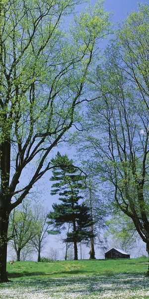 Phone wallpaper: Kidneys, Kidney, Trees, Leaves, Bloom, Flowering, Nature, House, Spring free downlo