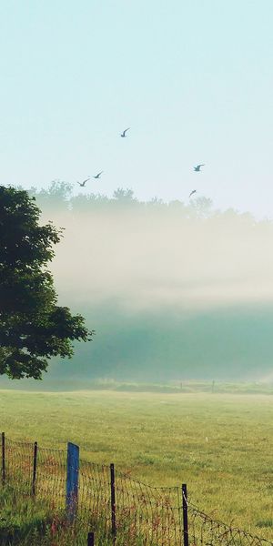 Phone wallpaper: Landscape, Fence, Man Made free download