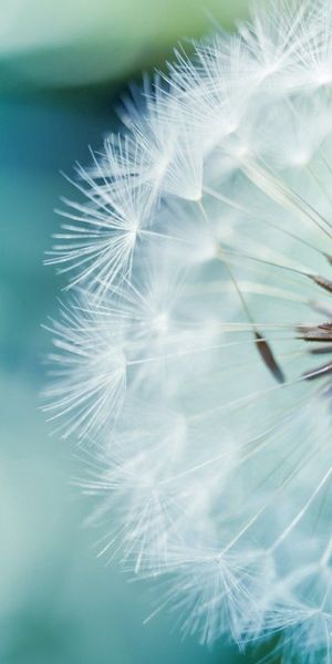 Beautiful Macro Dandelion Flower Image for Your Phone Background
