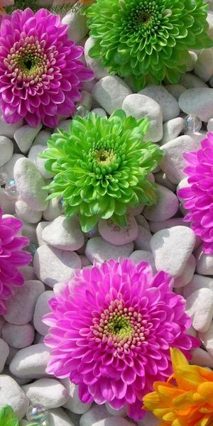 Colorful Flower Wallpaper for iPhone - 4K Quality Floral Design