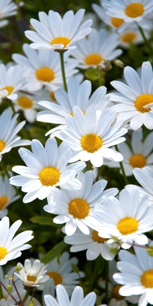 Vibrant Summer Glade of White Camomiles