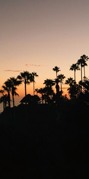 Tropical Sunset with Silhouetted Palm Trees