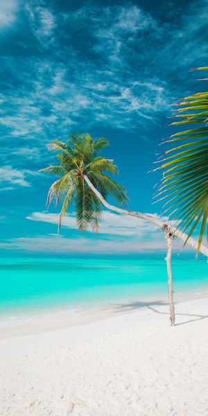 Tropical Beach with Palms and Clear Blue Sea Wallpaper