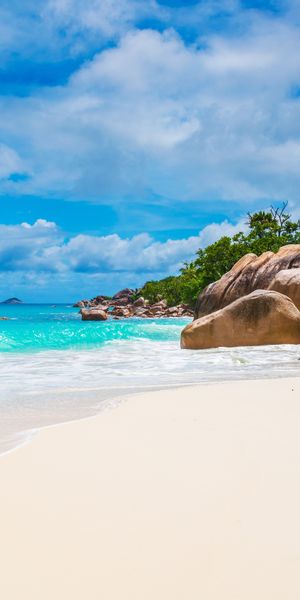 Tropical Paradise Wallpaper: Seychelles and Maldives Beach with Palm Trees