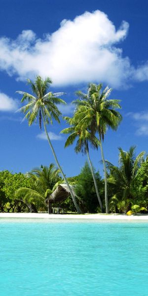 Tropical Beach Wallpaper with Palm Trees and Crystal Clear Sea