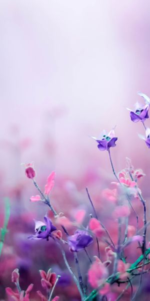 Beautiful 4K phone wallpaper featuring delicate pink flowers