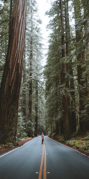 Phone wallpaper: Forest, Road, Trees, Nature, Person, Asphalt, Human free download