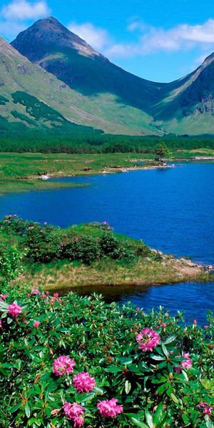 Breathtaking Summer Lake with Mountains and Colorful Flowers