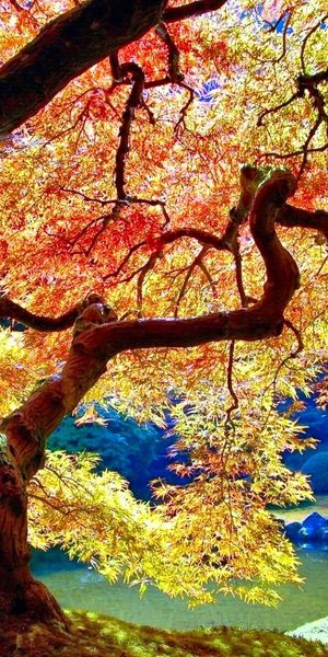 High-Quality Phone Wallpaper of a Colorful Japanese Garden in Fall