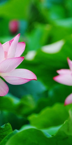 Beautiful 4K phone wallpaper featuring pink lotus flowers and vibrant greenery