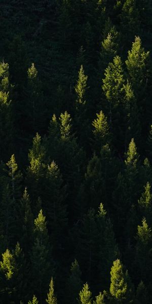 Phone wallpaper: Spruce, Fir, Rays, Beams, Forest, Nature, Shine, Light, Trees free download