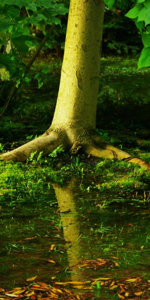 Phone wallpaper: Nature, Trees, Swamp, Tree, Earth free download