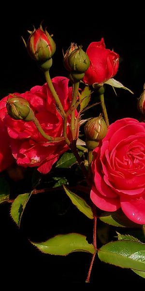Phone wallpaper: Flowers, Bush, Roses, Greens, Leaves, Buds, Spray free download