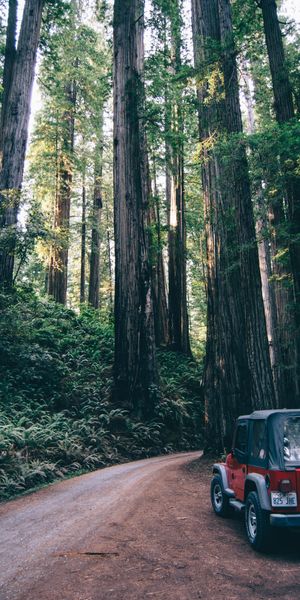 Phone wallpaper: Trees, Cars, Forest, Road, Suv free download