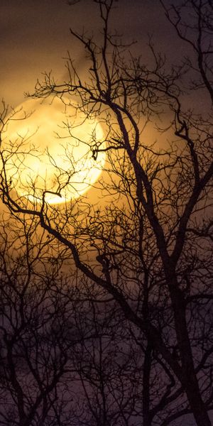 Mesmerizing Moon and Tree Silhouette Wallpaper for Mobile