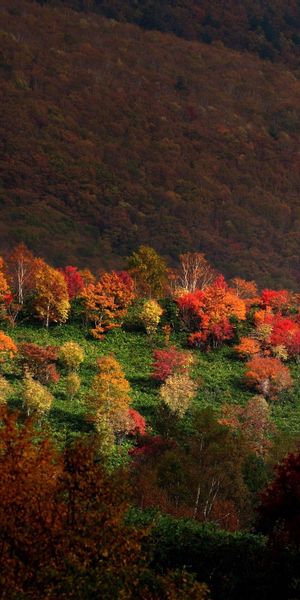 Phone wallpaper: Trees, Mountains, Grass, Autumn, Nature free download