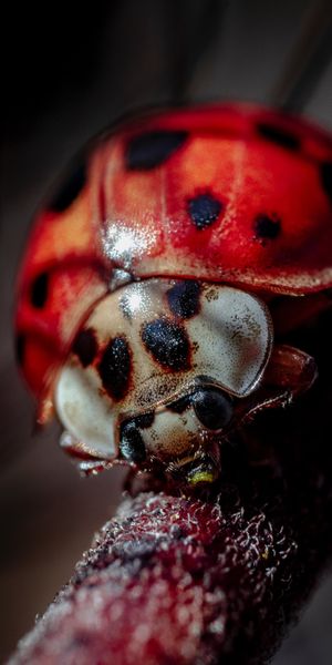 Phone wallpaper: Ladybug, Ladybird, Smooth, Macro, Insect, Blur free download