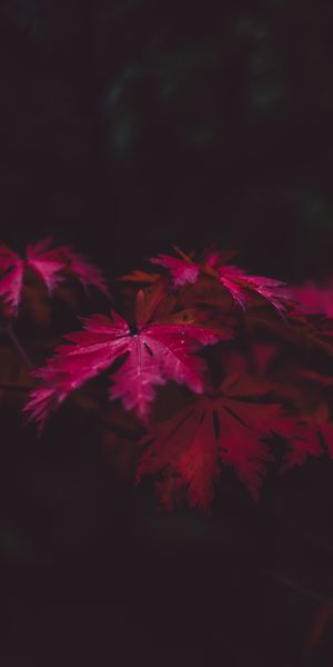Phone wallpaper: Carved, Autumn, Branches, Nature, Leaves, Smooth, Blur free download