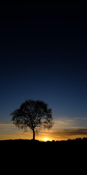 Trendy Tree Silhouette at Sunset