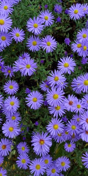 Vibrant Purple Asters Blooming in a Lush Flower Bed
