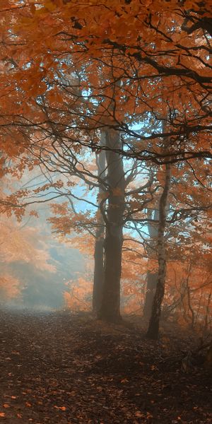 Captivating Autumn Forest Wallpaper: Red Trees and Fog for iPhone Background in 4K
